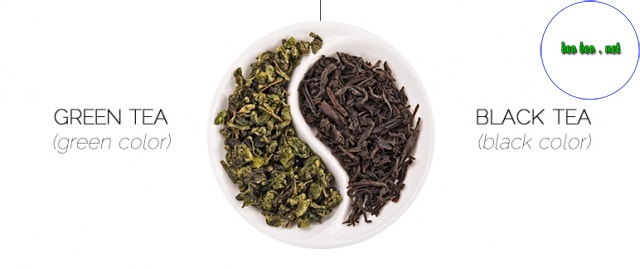 trà đen và trà xanh khác nhau như thế nào
